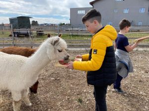 Besuch am Alpakahof alpakahof 1