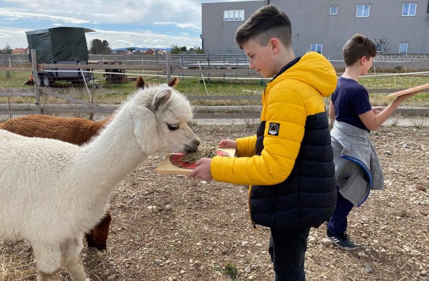 Besuch am Alpakahof